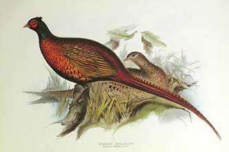 birds 21 - Common Pheasant (Phasianus Colchicus)